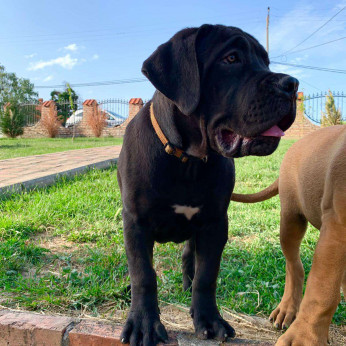 Afrikai Boerboel