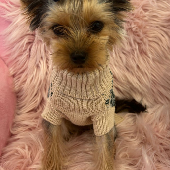 Törzskönyvezett yorkshire terrier szuka