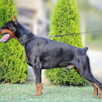 Dobermann alom