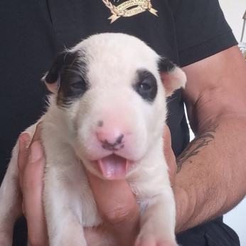 Normál bullterrier kölykök