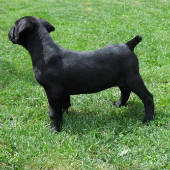 Boerboel (dél-afrikai masztiff) kölykök