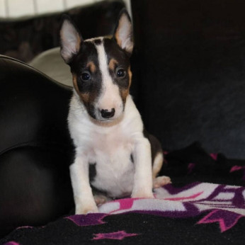 Mini bullterrier kölykök