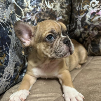 Francia bulldog kölykök