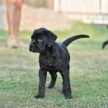 Cane Corso kölykök