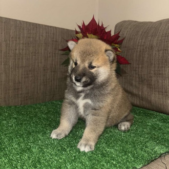 Shiba inu kölykök