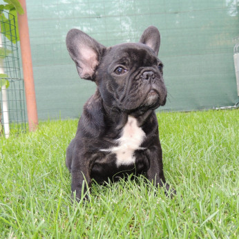 Francia bulldog FCI