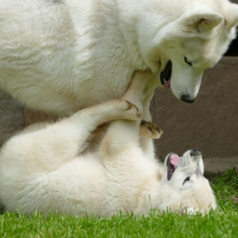 szibériai husky GYÖNYÖRŰ kutyusok