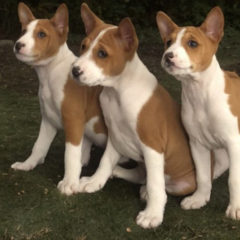 Basenji kölykök