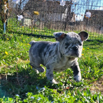 Merle francia bulldog kölykök