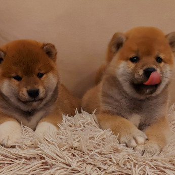 Shiba inu kölykök