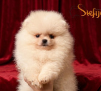 Pomerán BOO mackók, pomerániai törpe spitz – kölykök