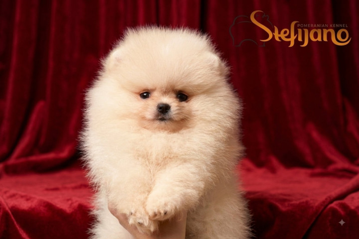 Pomerán BOO mackók, pomerániai törpe spitz – kölykök
