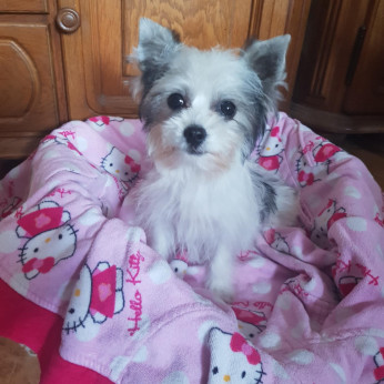 Biewer Yorki Yorkshire Terrier 4,5 hónapos kislány eladó!