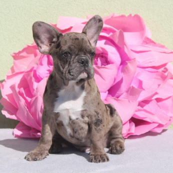 Merle francia bulldog kölyökkutya