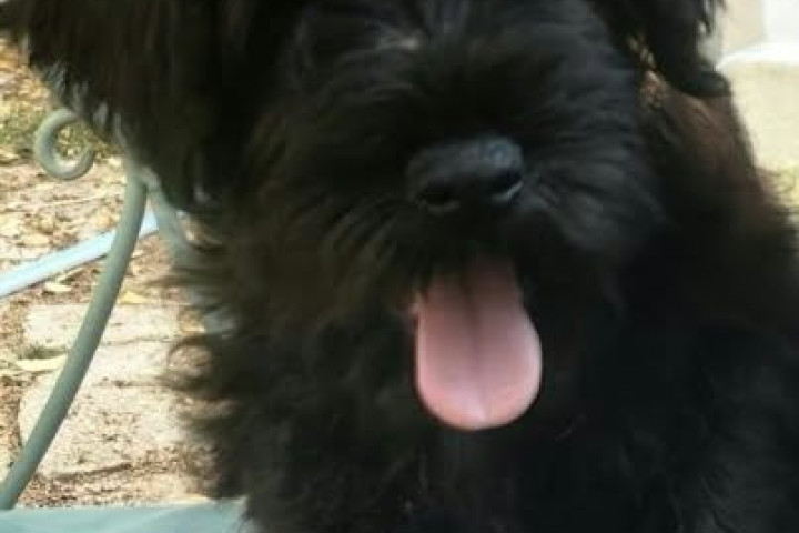 Törpe schnauzerek, fekete, champion törzskönyvvel