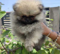 Pomerániai spitz