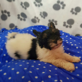 Biewer yorkshire yorki kisfiúk 2 x oltva gazdit keresnek!