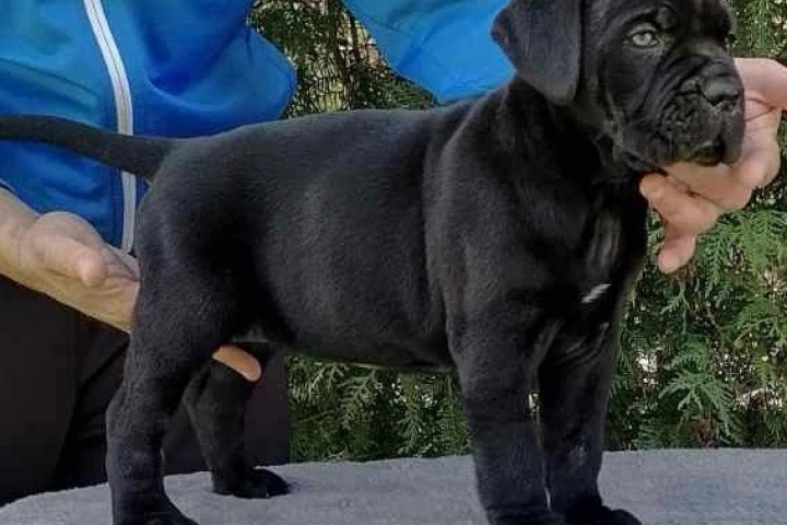 Cane Corso – eladó kölykök