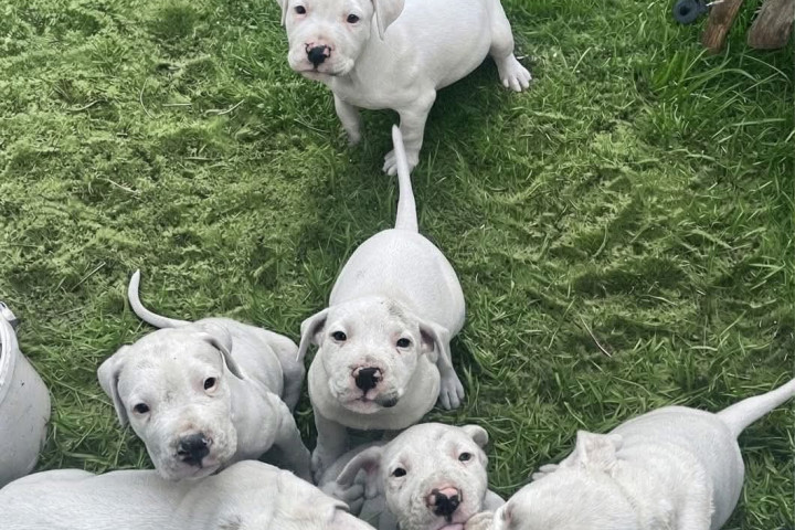 Argentin Dog Kiskutyák