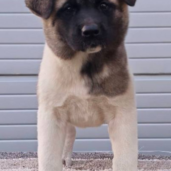 Amerikai akita TOP kölykök
