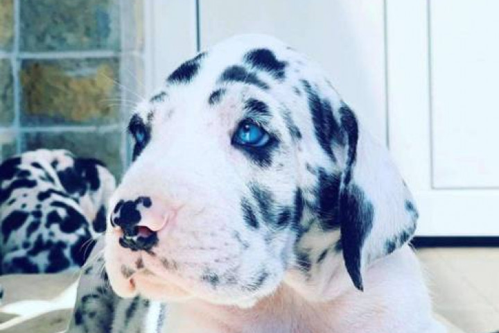 Német dog kölykök