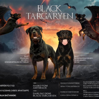 Rottweiler kölykök szuka és kan