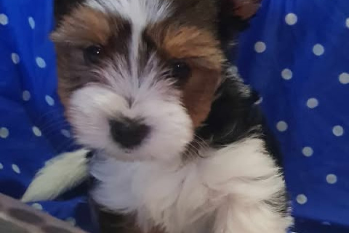 Biewer Yorki Yorkshire Terrier 2 hónapos kisfiú eladó!
