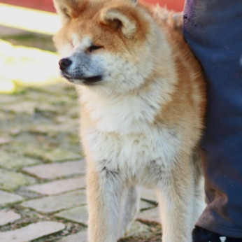 Akita Inu