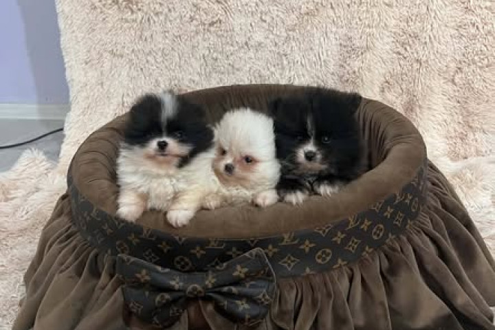 Pomerániai, kiváló minőségű kölykök