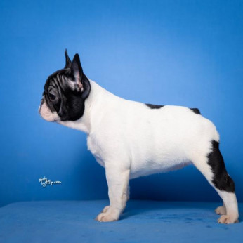 Francia bulldog kölykök