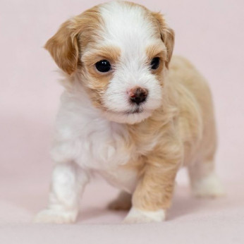 Havanese Bichon kölykök