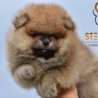 Pomeranian Boo kiskutyák