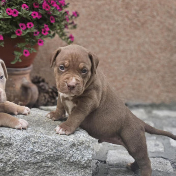 American Bully XL kölykök eladók