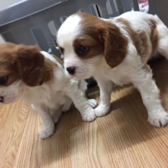 Gyönyörű Cavalier King Charles spániel kölykök eladók