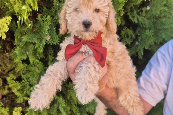 Labradoodle F1b imádnivaló kölykök