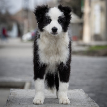 Border Collie kölykök