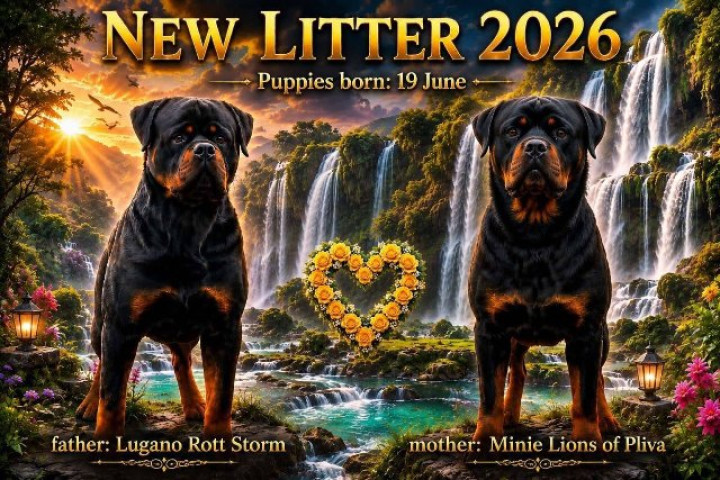 Rottweiler kölykök