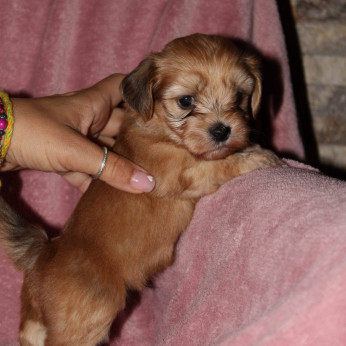 Havanese Bichon kölykök