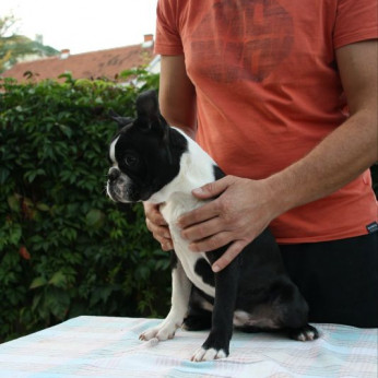 Boston terrier kölykök