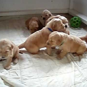 Golden retriever Tökéletes Golden Retriever kölyökkutyák eladók.Minden kölyök állatorvos által