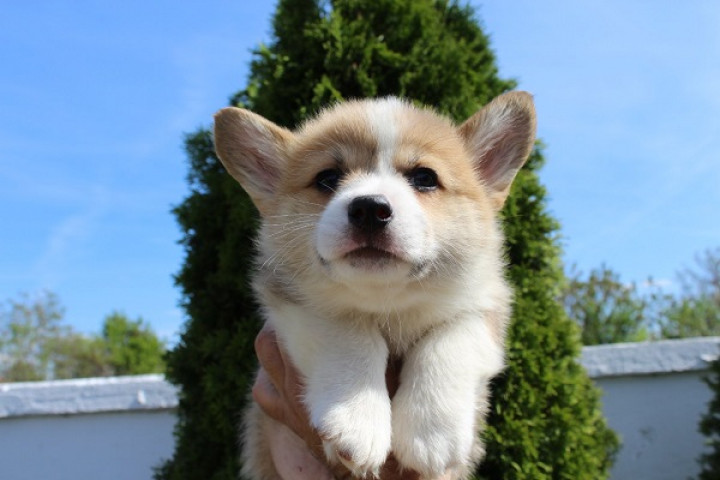 Welsh Corgi - Pembroke
