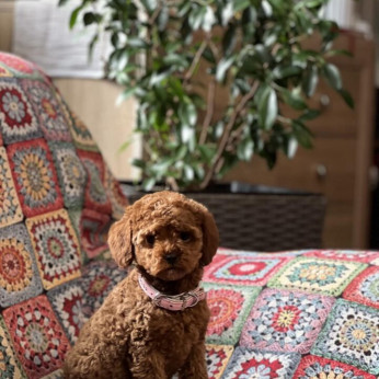 Toy Uszkár (Poodle) kölykök