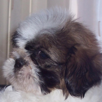 Shih-Tzu kölykök eladók!