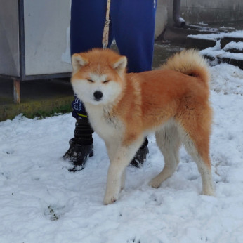 Japán Akita Inu kiskutyák