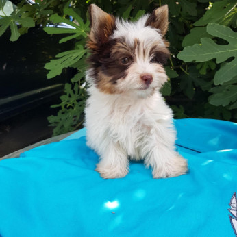 Biewer CSOKI yorkshire yorki mini kisfiú gazdit keres! 3 x oltva.