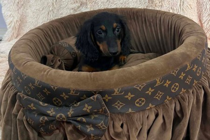 Hosszú szőrű törpe tacskók, kiváló kölykök