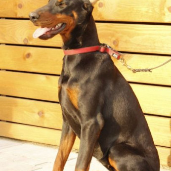 Doberman kiskutyák eladók