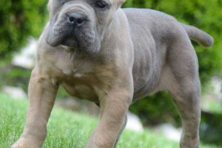 Cane Corso, kiváló minőségű kölykök