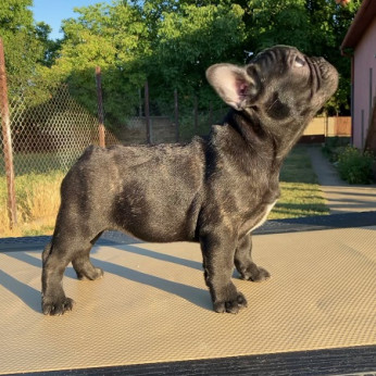Francia bulldog kölykök
