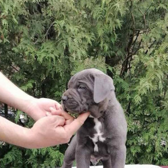 Cane Corso kölykök